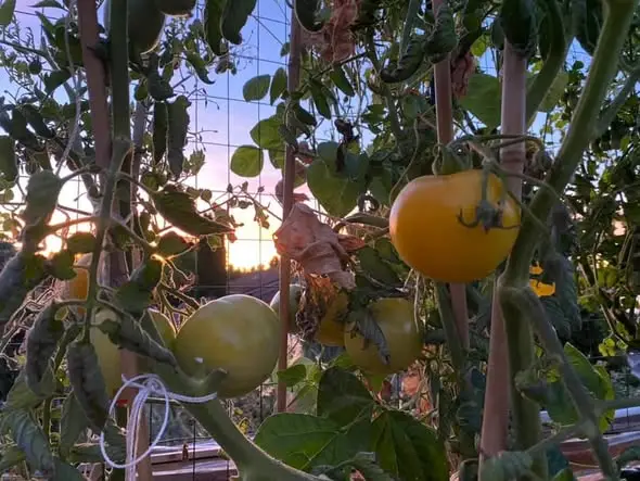 Our beautiful garden 🪴 enjoy ☀️