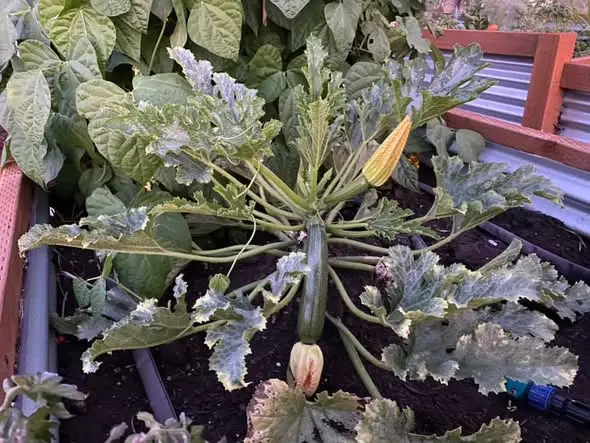 Our beautiful garden 🪴 enjoy ☀️